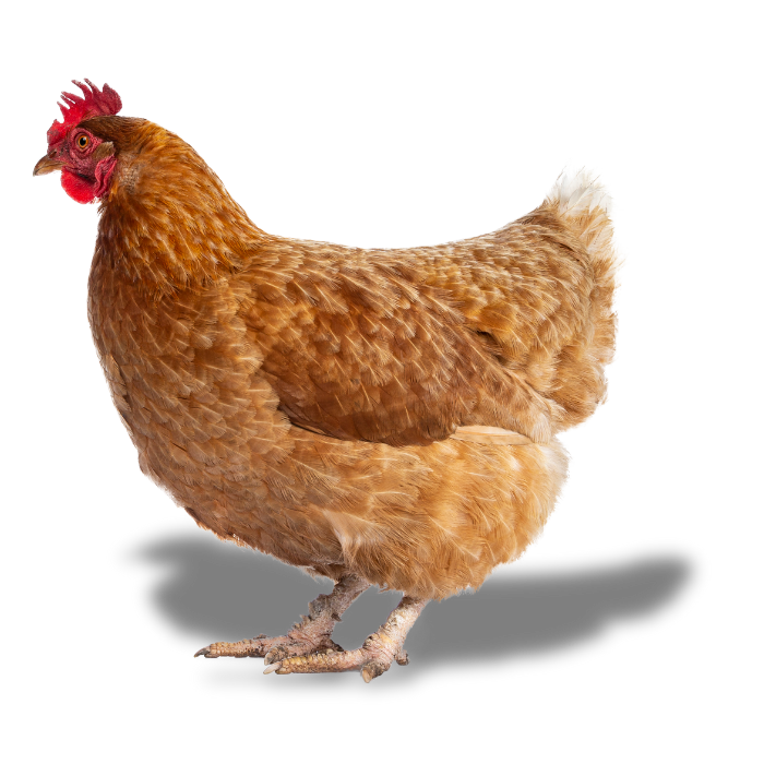 A Satoyama Farm chicken
