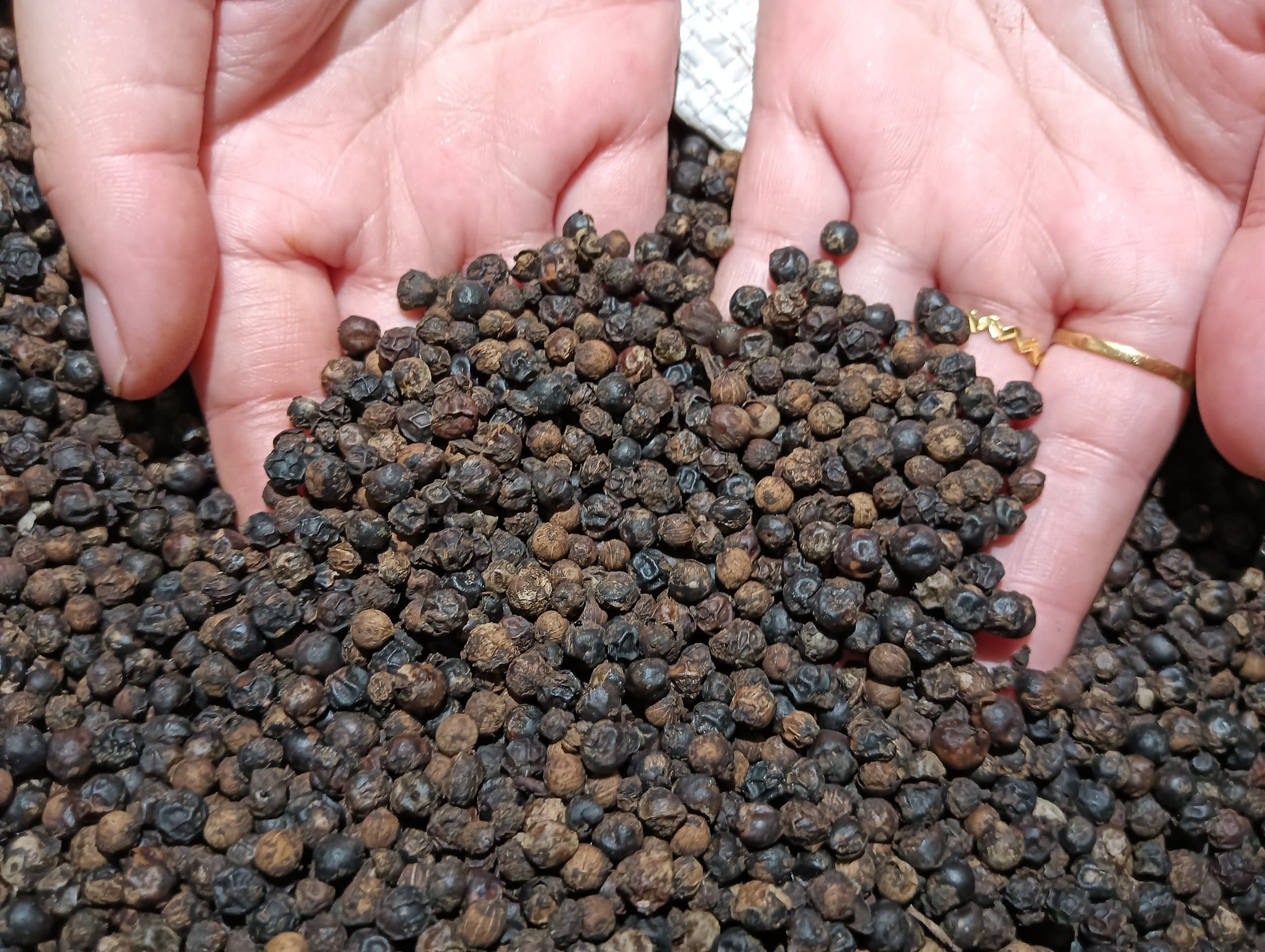 Black Pepper grown at Satoyama Farm