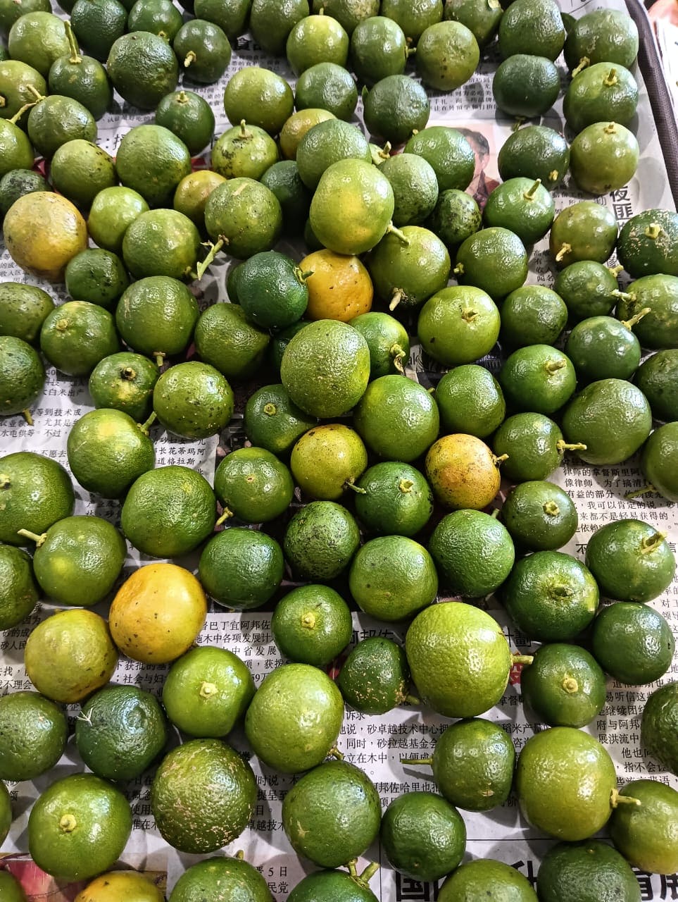 Calamansi grown at Satoyama Farm