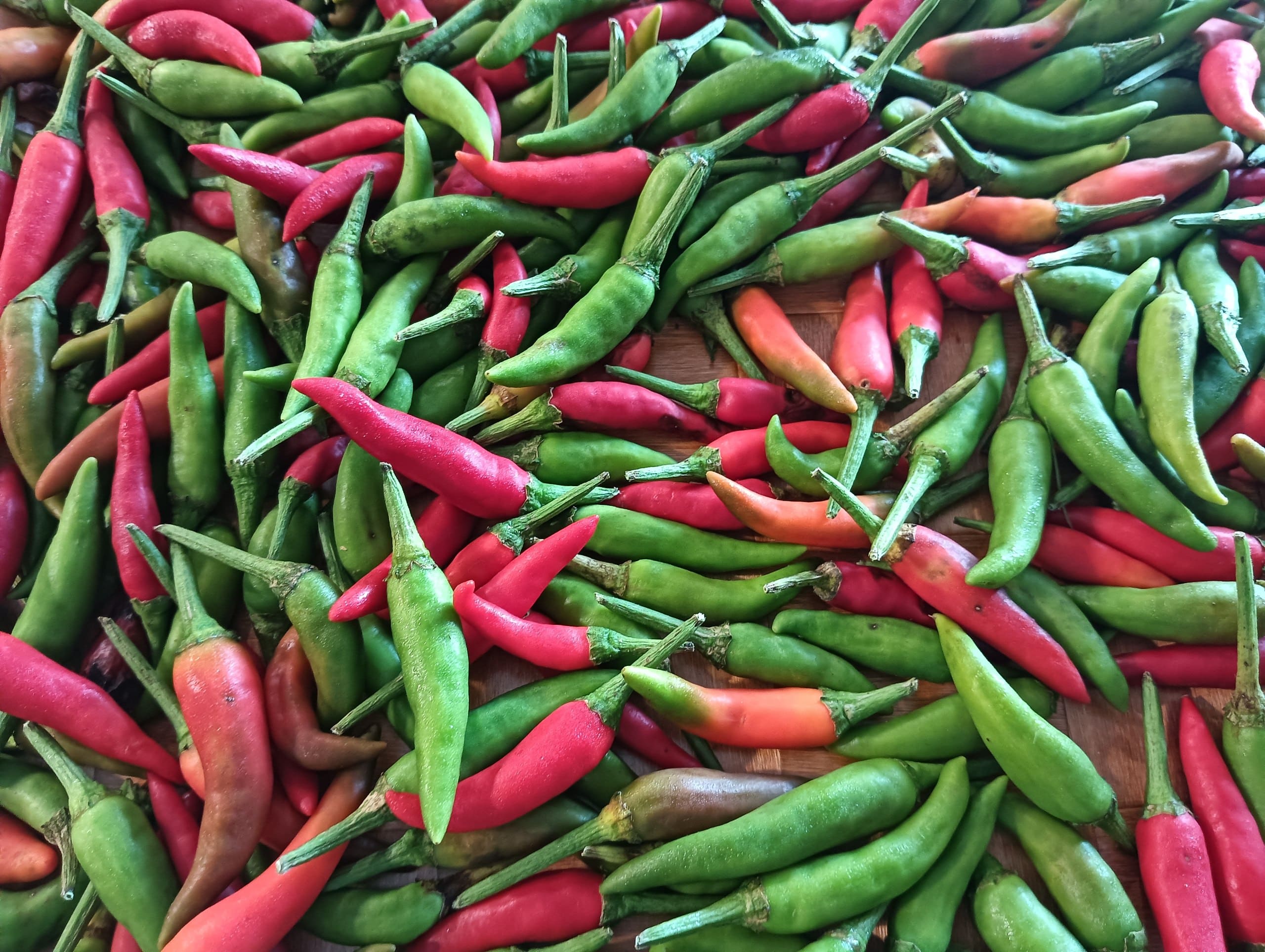 Chilli grown at Satoyama Farm