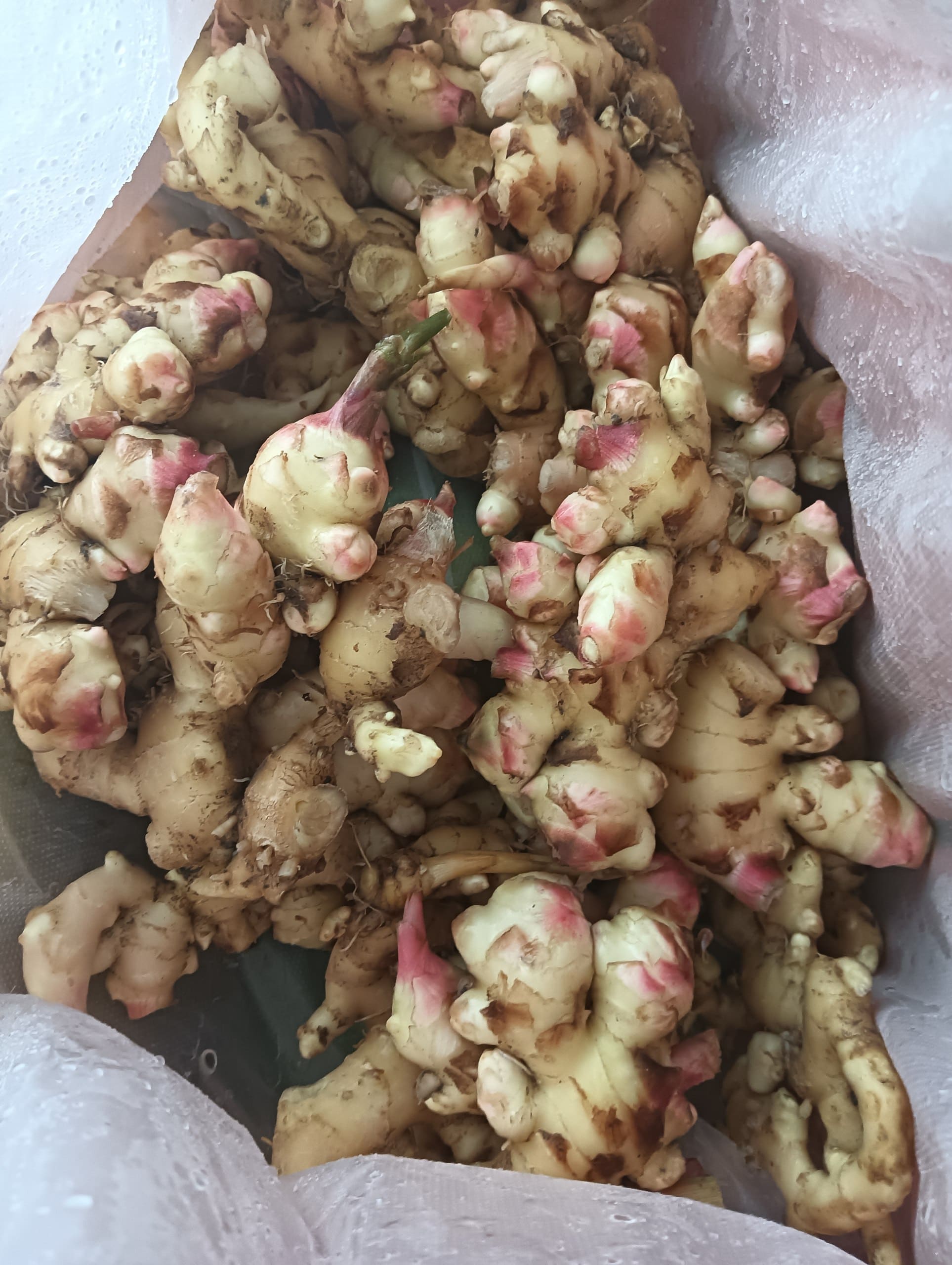 Young Ginger (Halia Muda) grown at Satoyama Farm