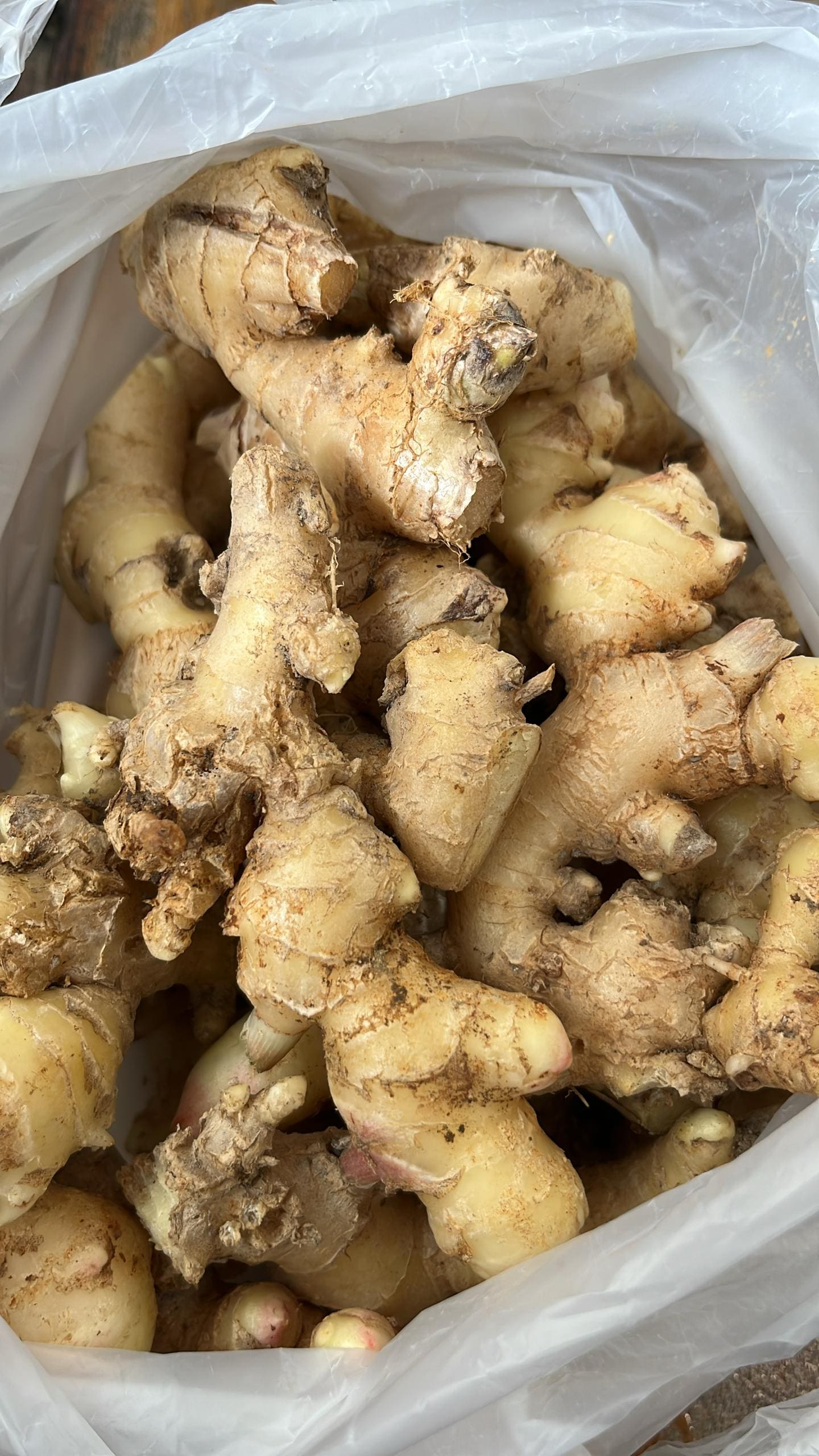 Ginger (Halia) grown at Satoyama Farm