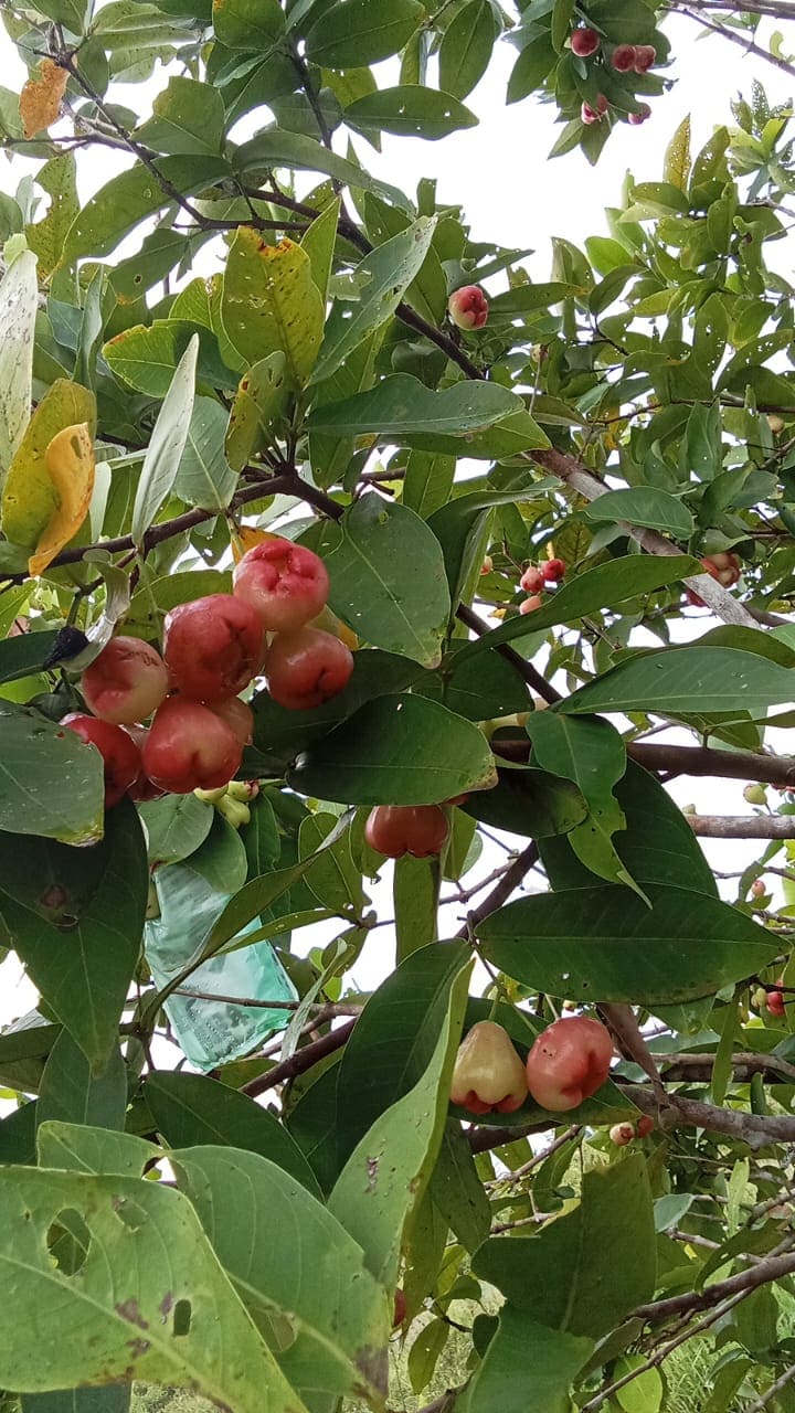 Water Apple (Jambu Air) grown at Satoyama Farm