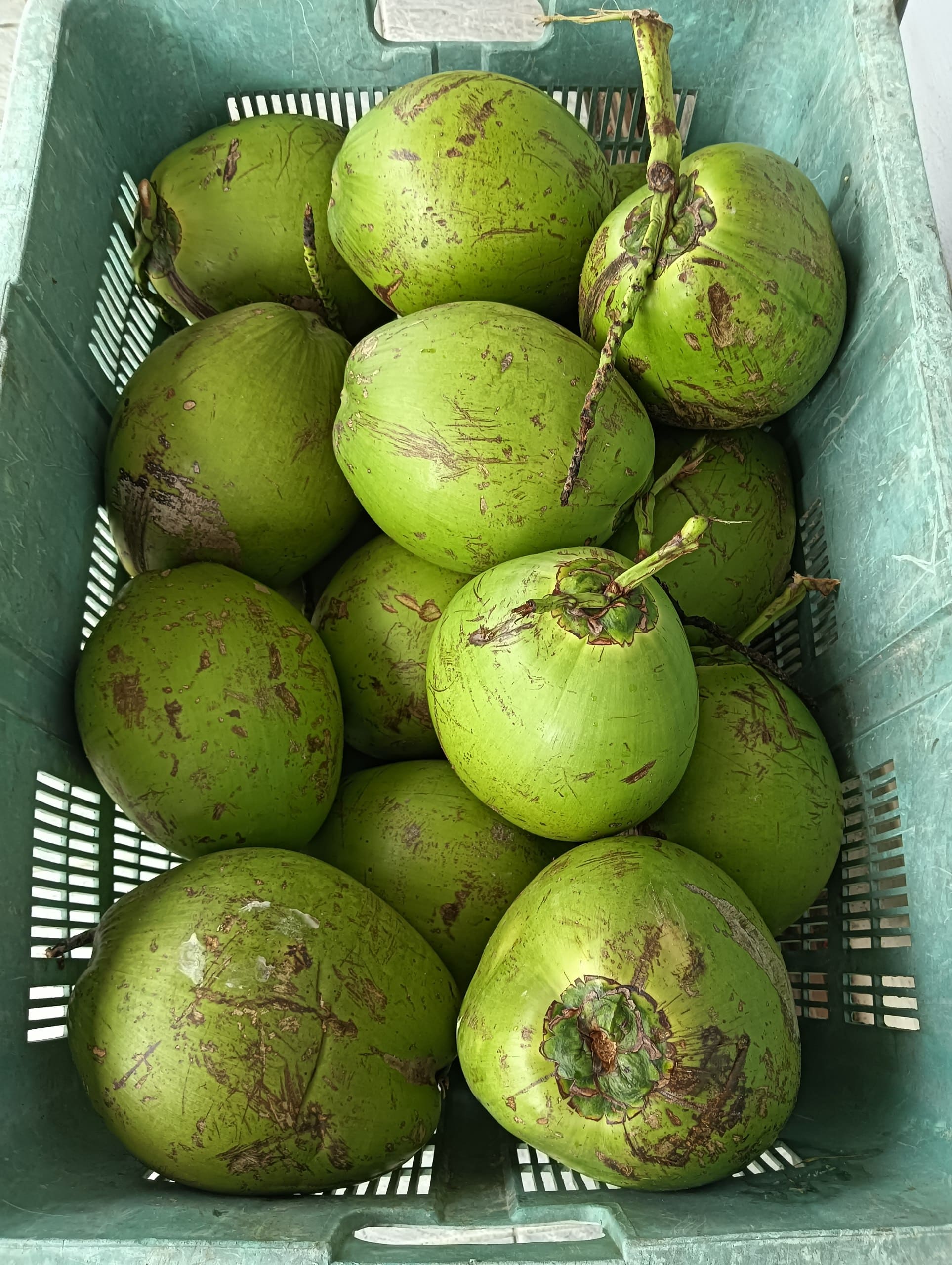 Coconut (Kelapa) grown at Satoyama Farm