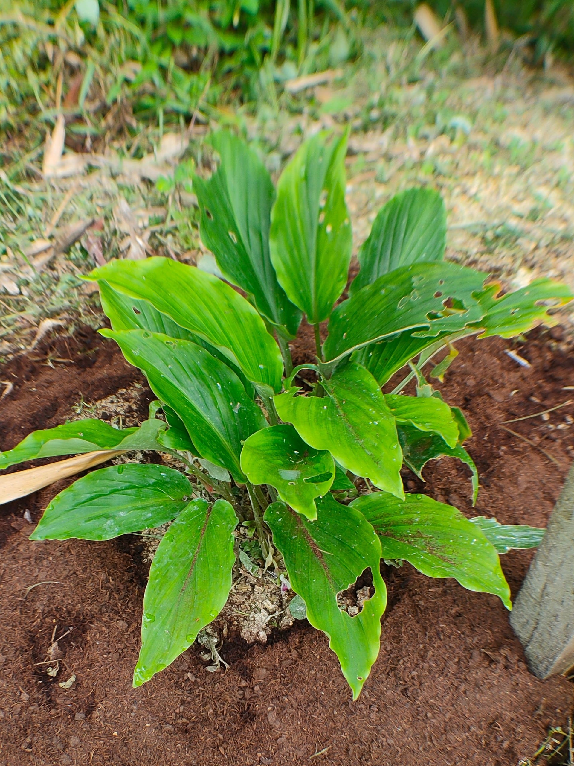 Black Turmeric (Kunyit Hitam) grown at Satoyama Farm
