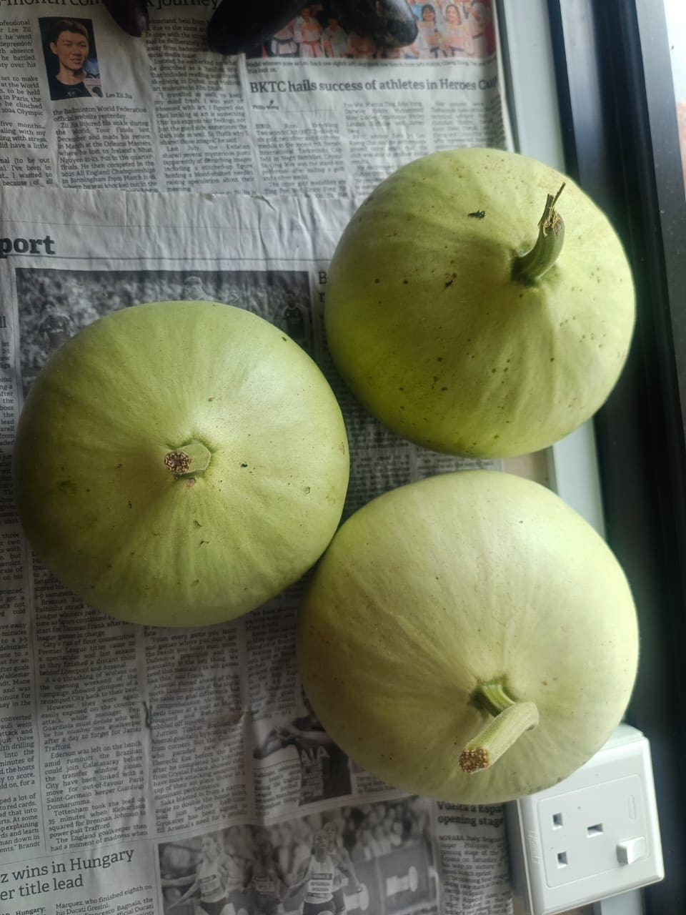 Bottle Gourd (Labu Air) grown at Satoyama Farm