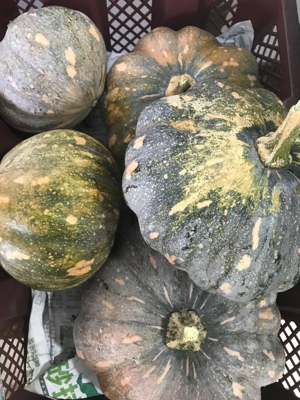 Pumpkin (Labu) grown at Satoyama Farm