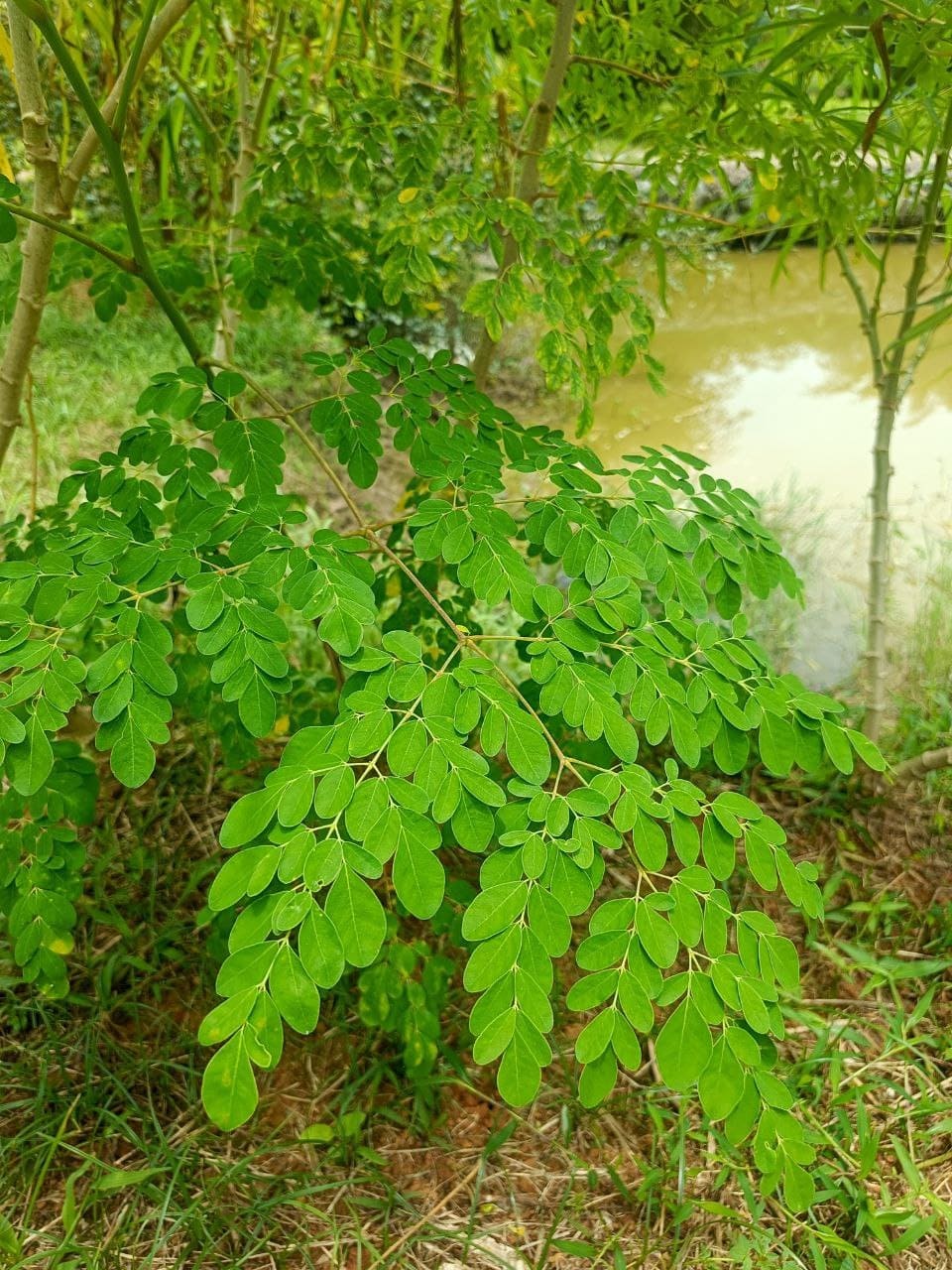 Moringa grown at Satoyama Farm