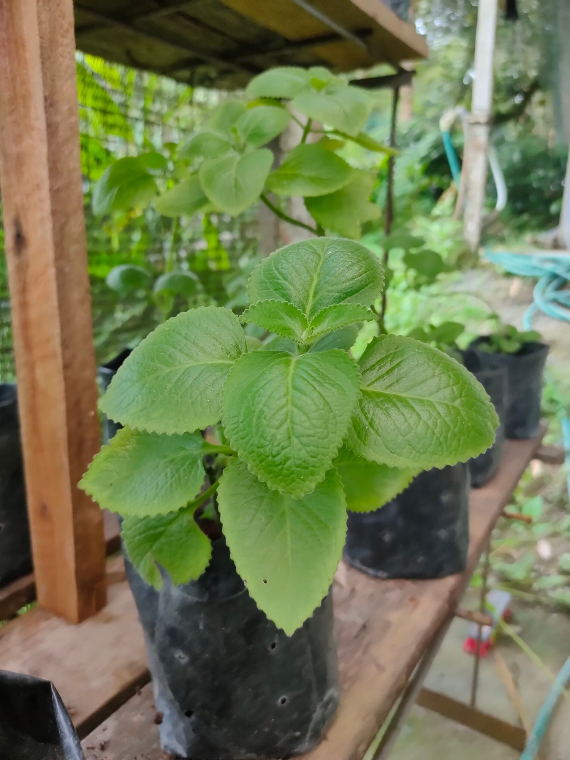 Oregano grown at Satoyama Farm