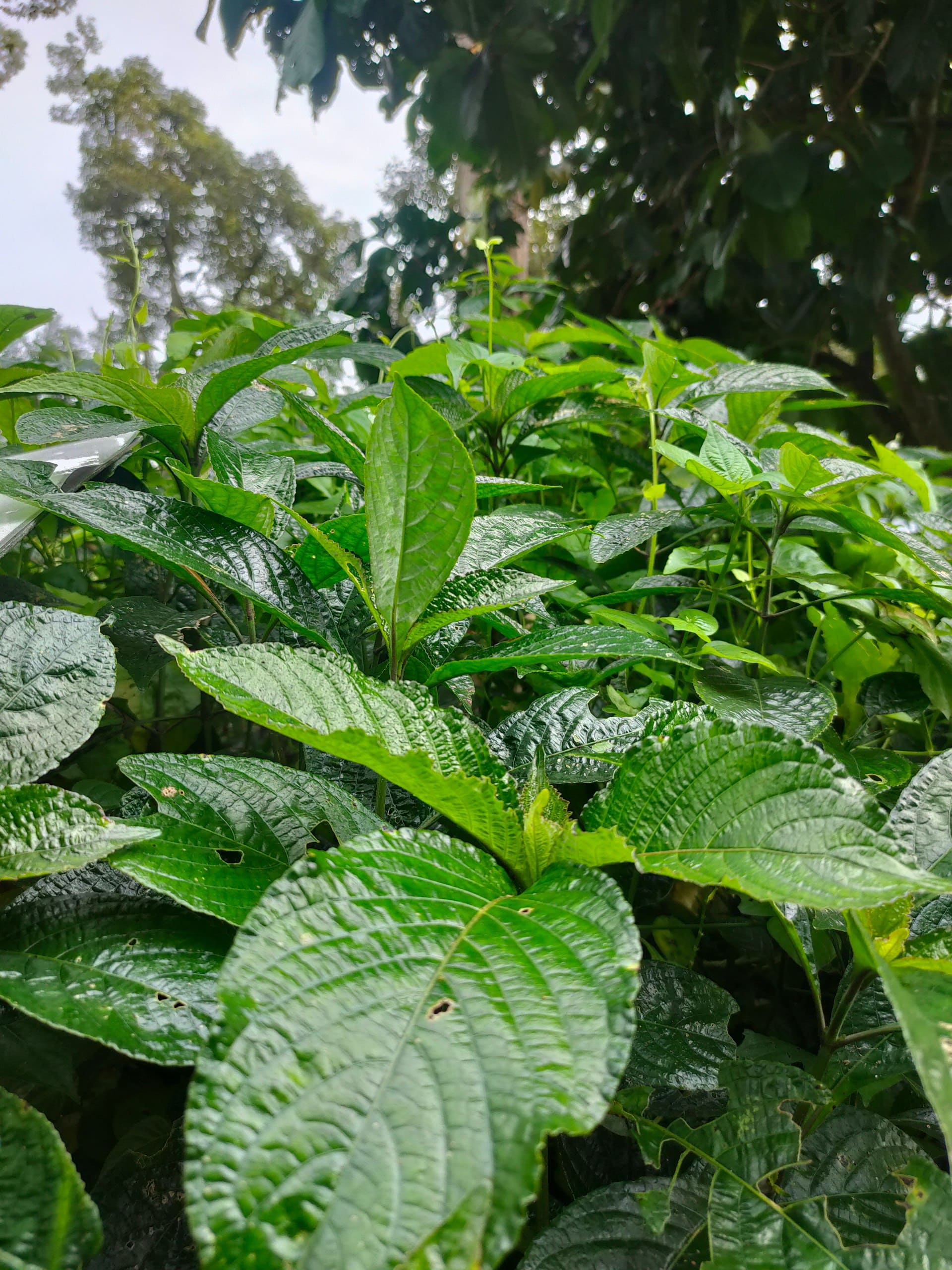Pecah Beling grown at Satoyama Farm