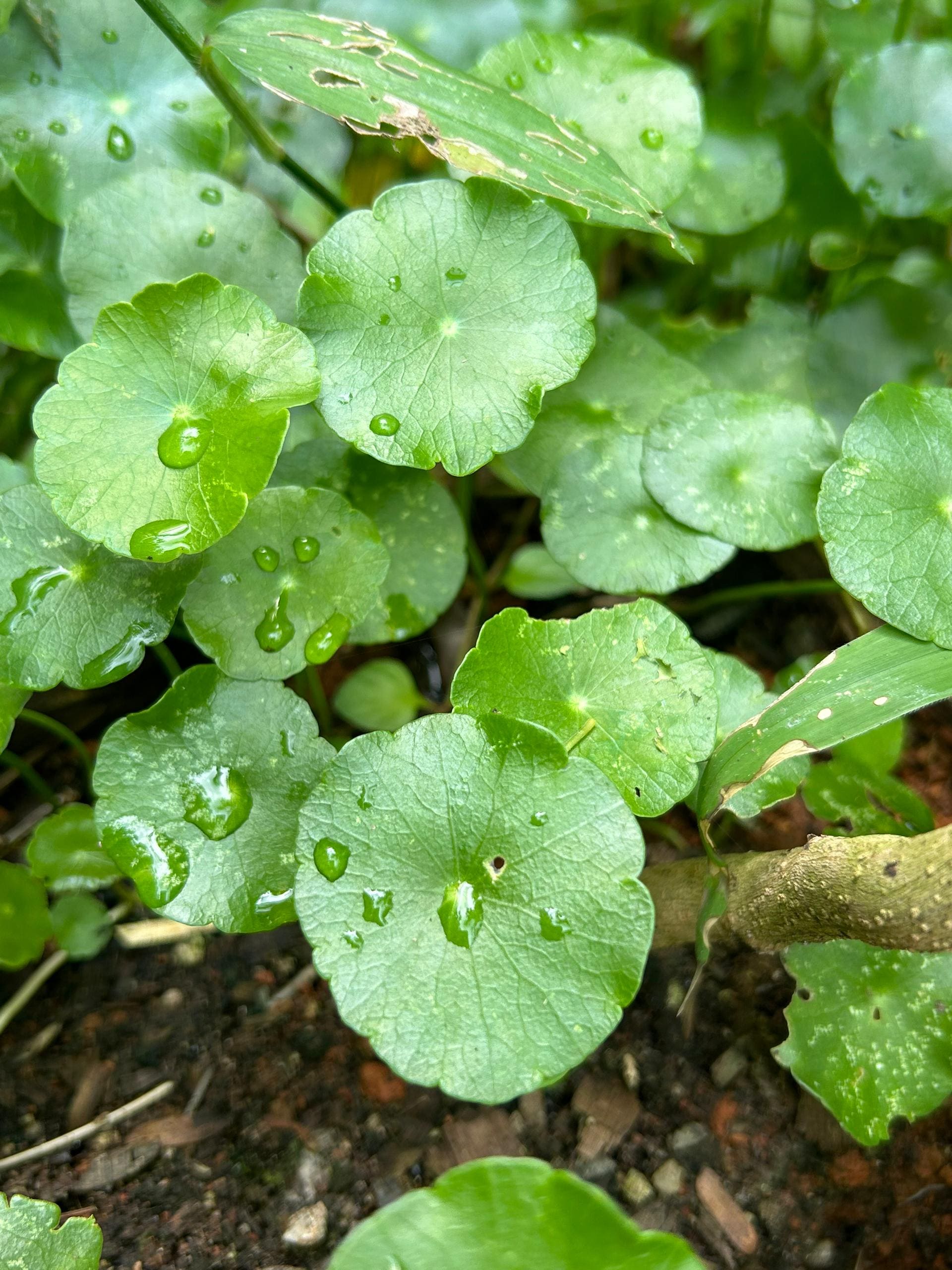Gotu Kola (Pegaga) grown at Satoyama Farm