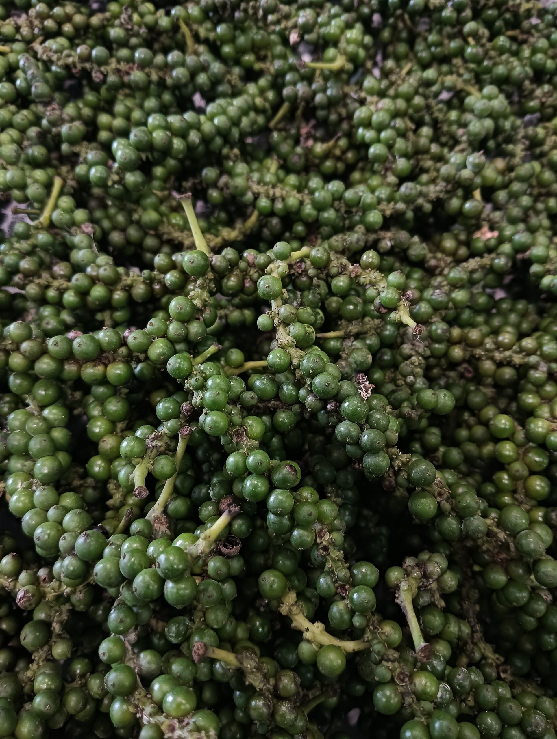 Fresh Green Pepper grown at Satoyama Farm
