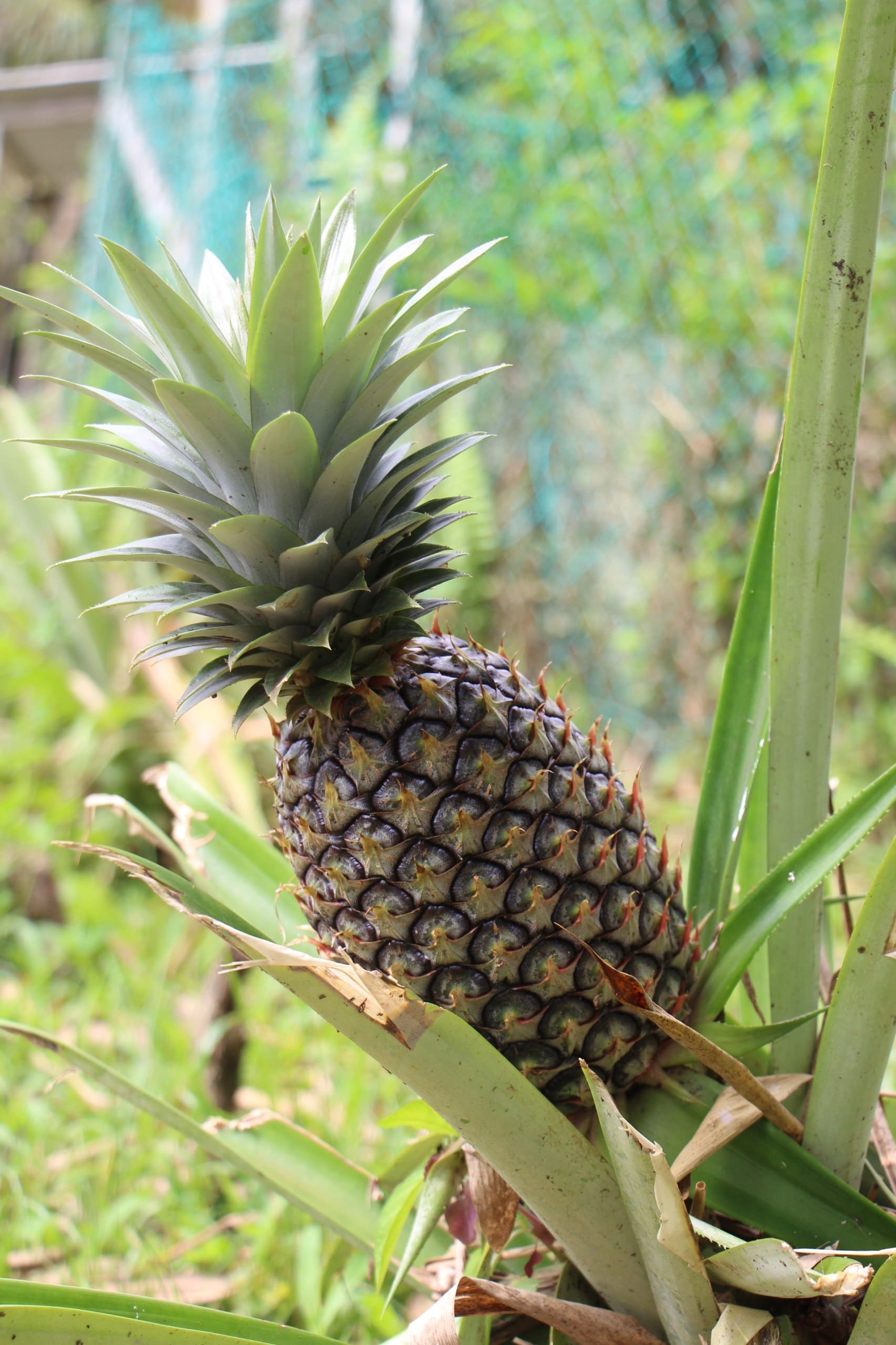 Pineapple grown at Satoyama Farm