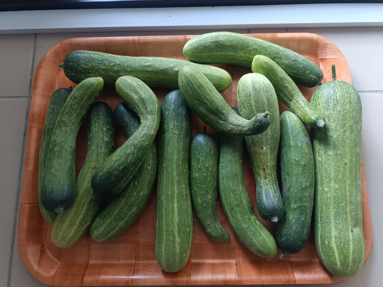 Cucumber (Timun) grown at Satoyama Farm