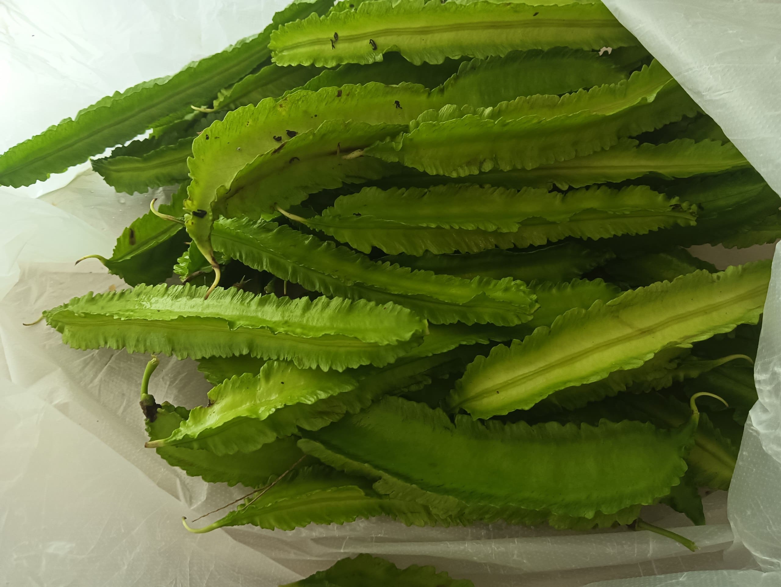 Winged Bean grown at Satoyama Farm