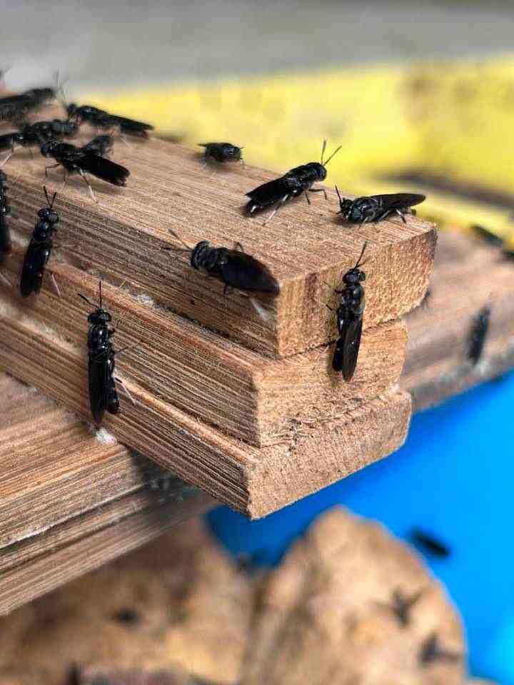 Black Soldier Fly process at Satoyama Farm