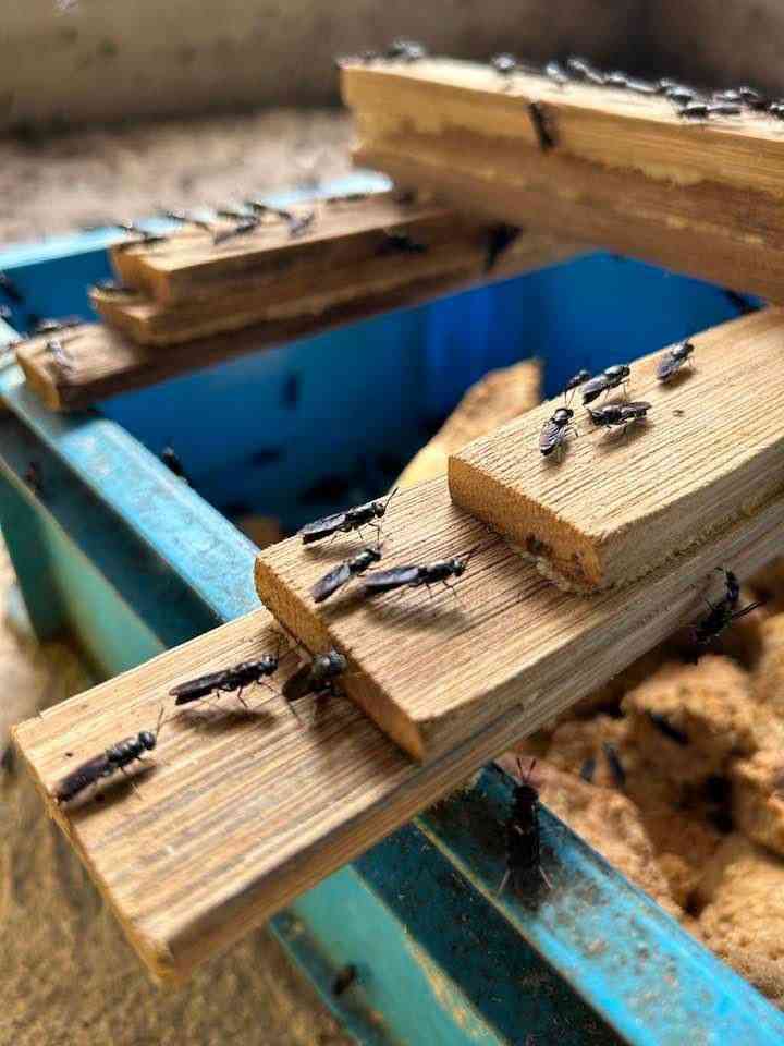 Black soldier fly larvae used in feed research
