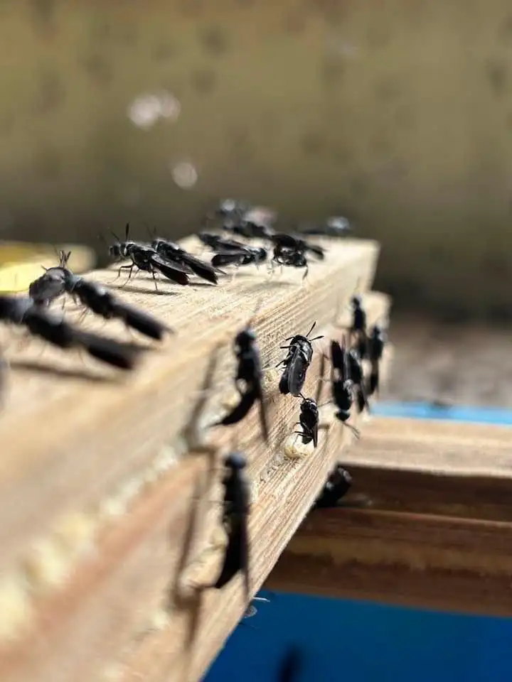Black soldier fly larvae ingredient research