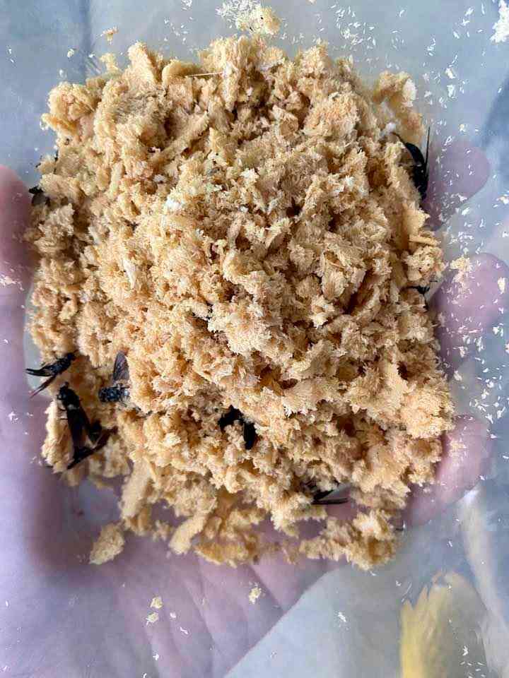Black Soldier Fly eggs and breeding material at Satoyama Farm