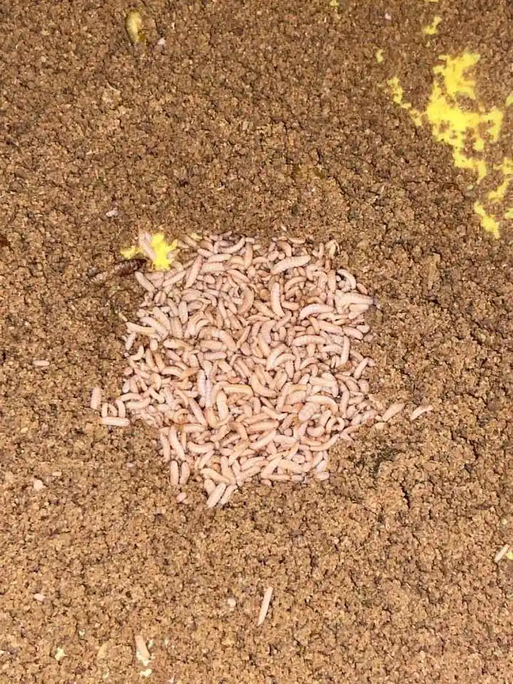 Black soldier fly system at Satoyama Farm