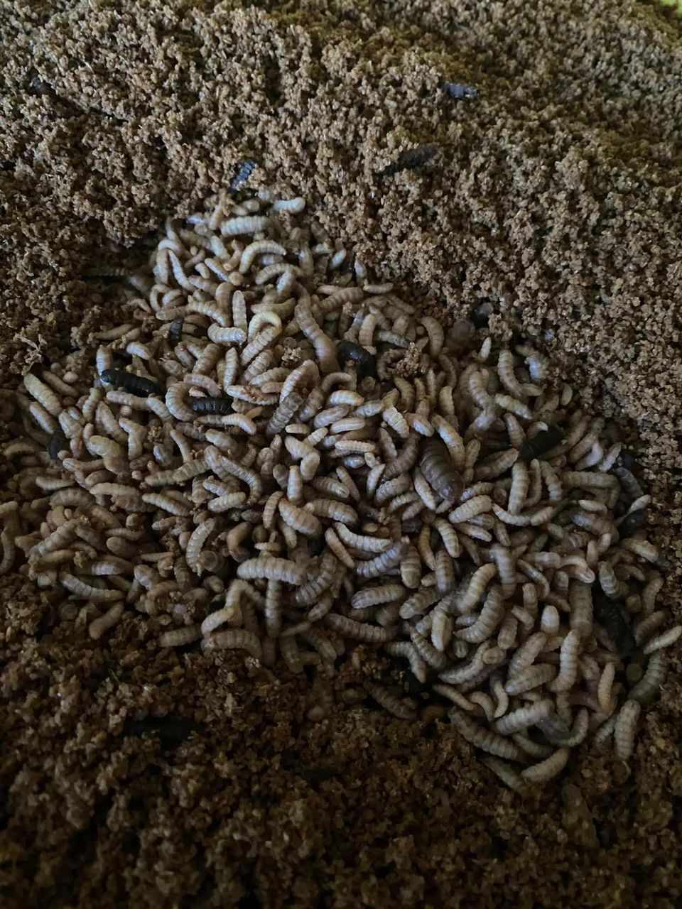 Live Black Soldier Fly larvae from Satoyama Farm
