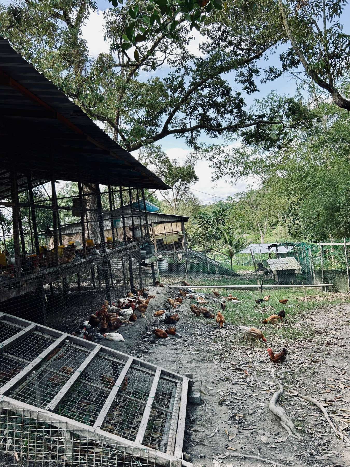 Satoyama Farm free-range chickens