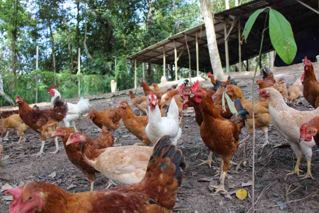 Free-range chickens at Satoyama Farm