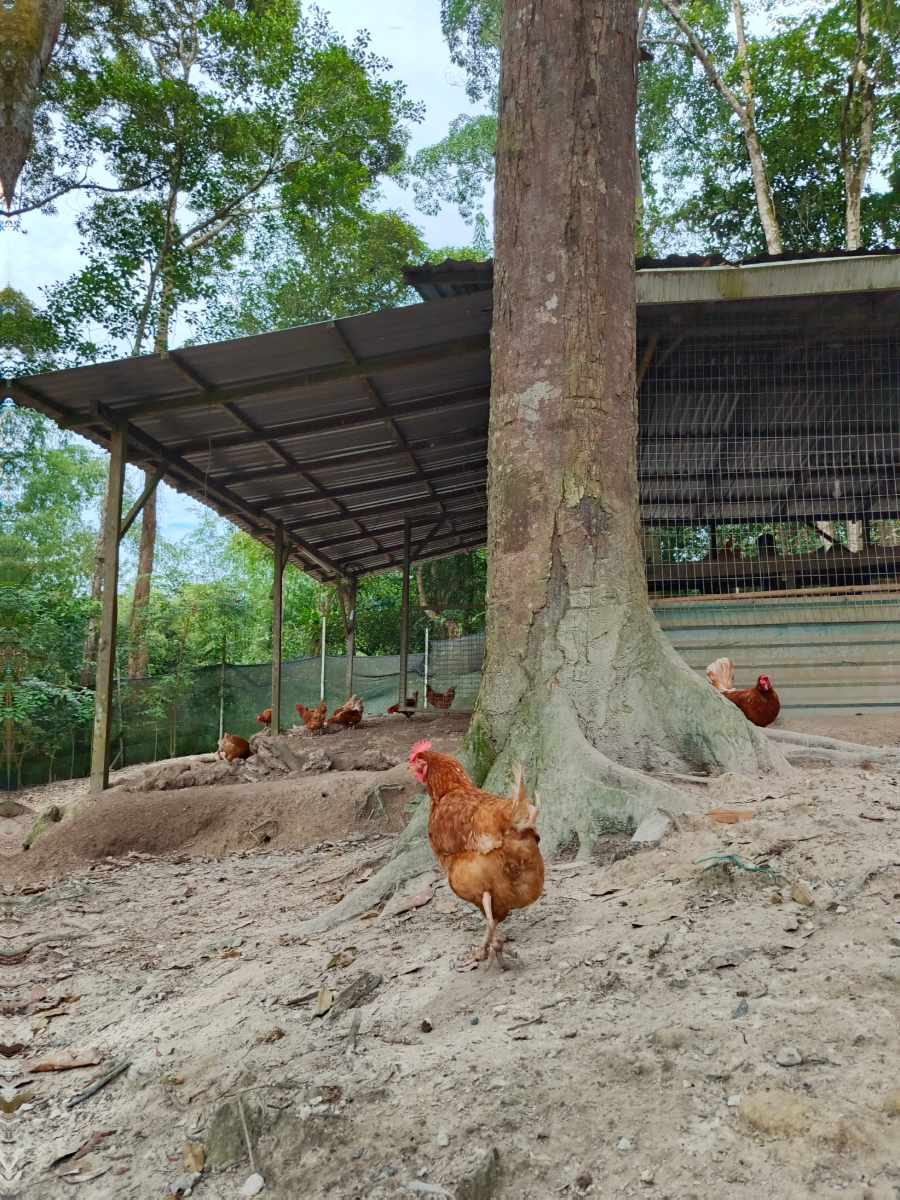 Satoyama chicken husbandry area