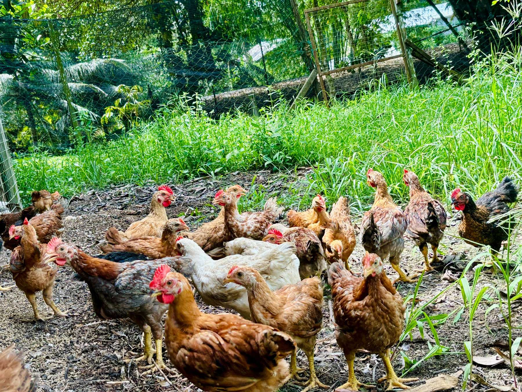Free-range chickens at Satoyama Farm