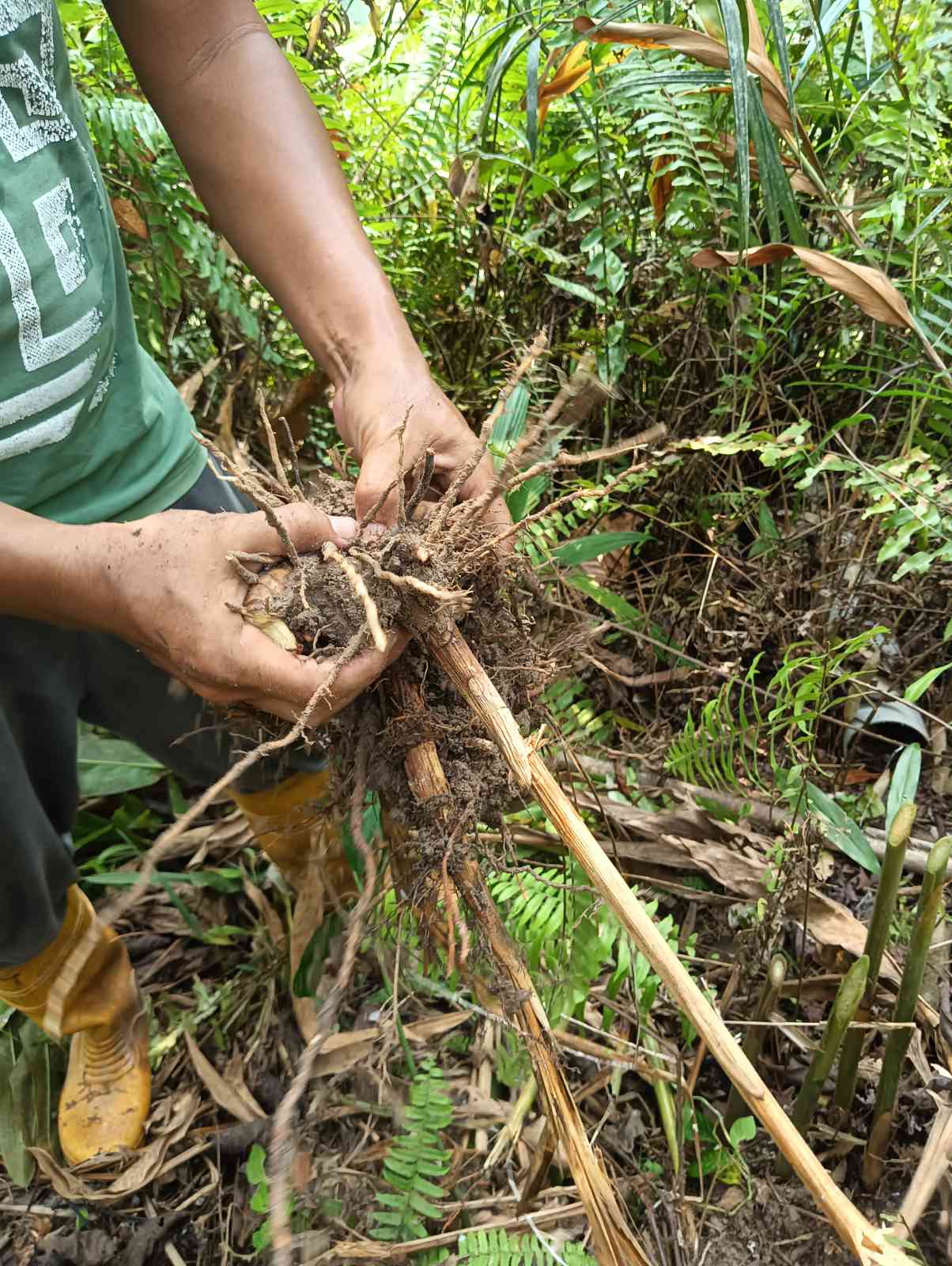 Organic compost work at Satoyama Farm