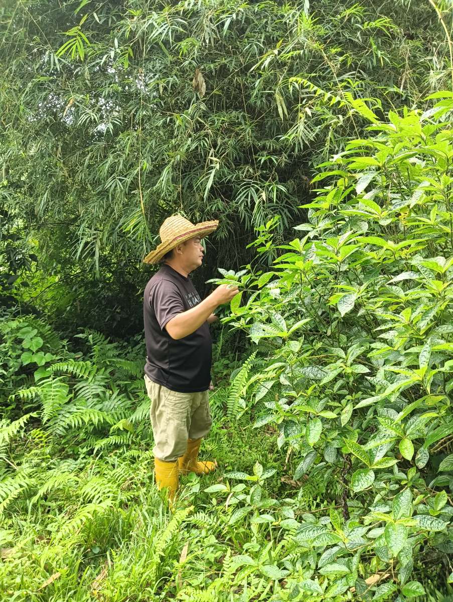 Organic crops growing at Satoyama Farm