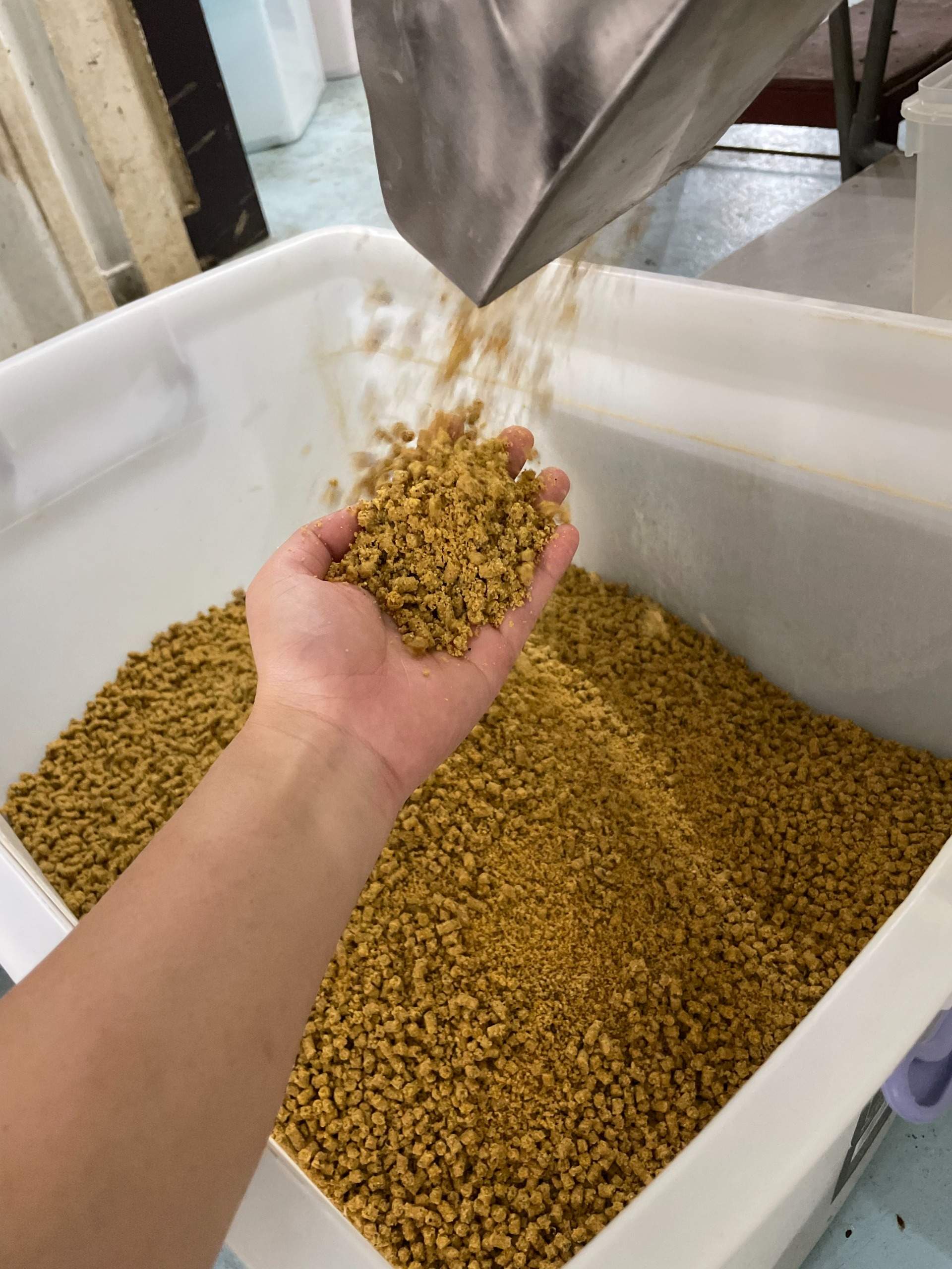 Black soldier fly larvae research at Satoyama Farm